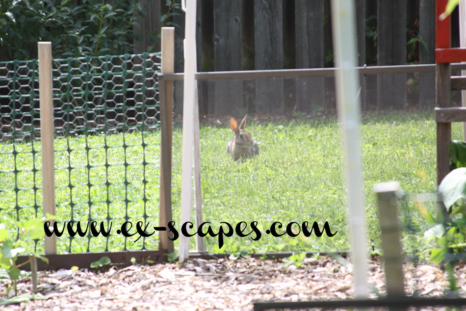 garden-mama-rabbit – EARTHeim Landscape Design in Lexington Kentucky
