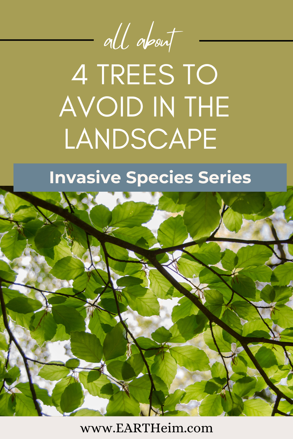 4 Invasive Trees To Avoid in the Landscape