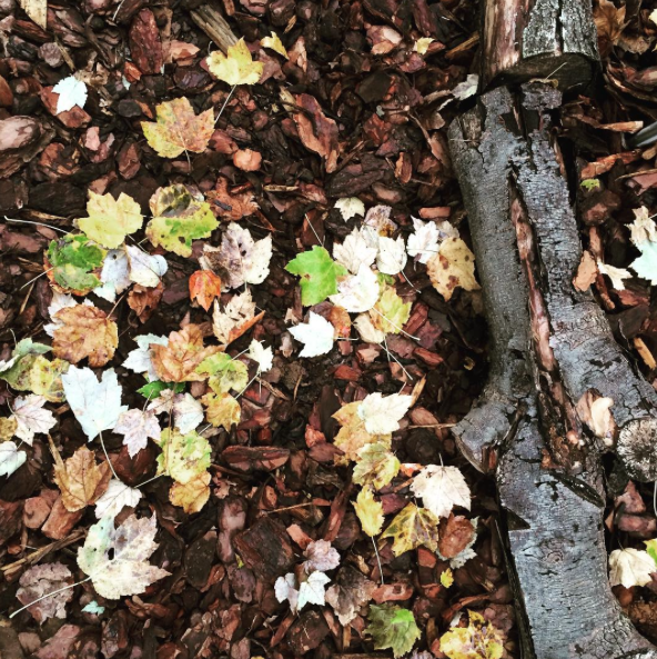 Fall Cleanup: Leaves & Perennials