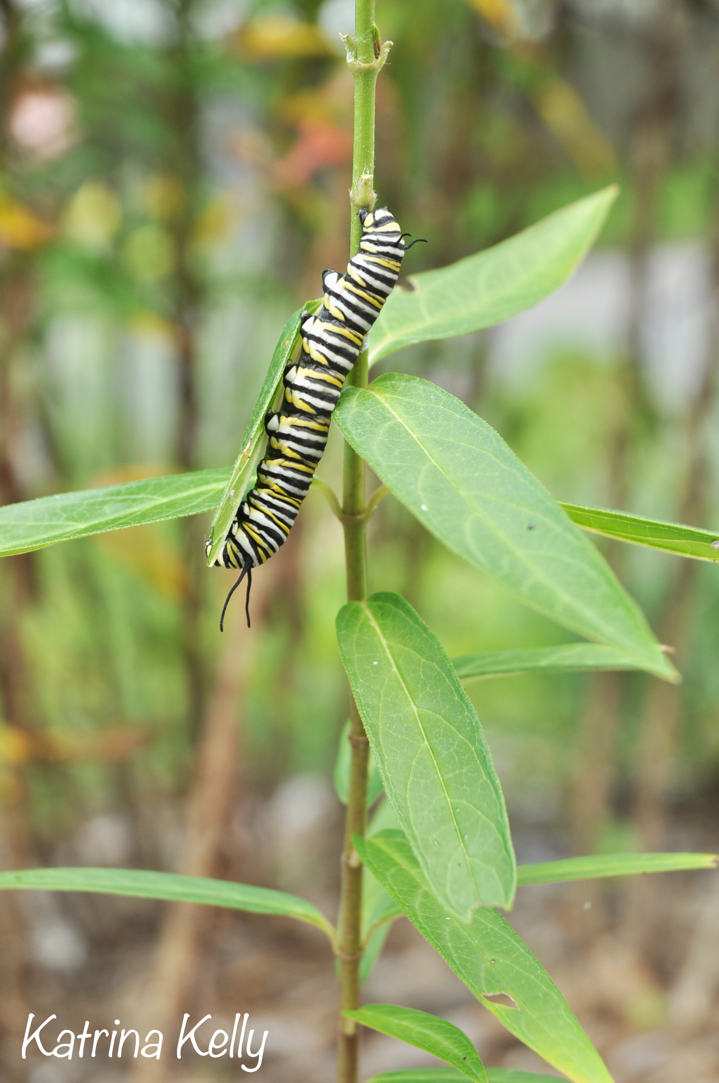 What Is a Host Plant?