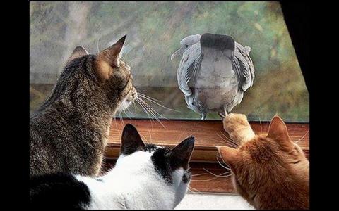 Birding with Cats: The #1 Killer of Birds in the World