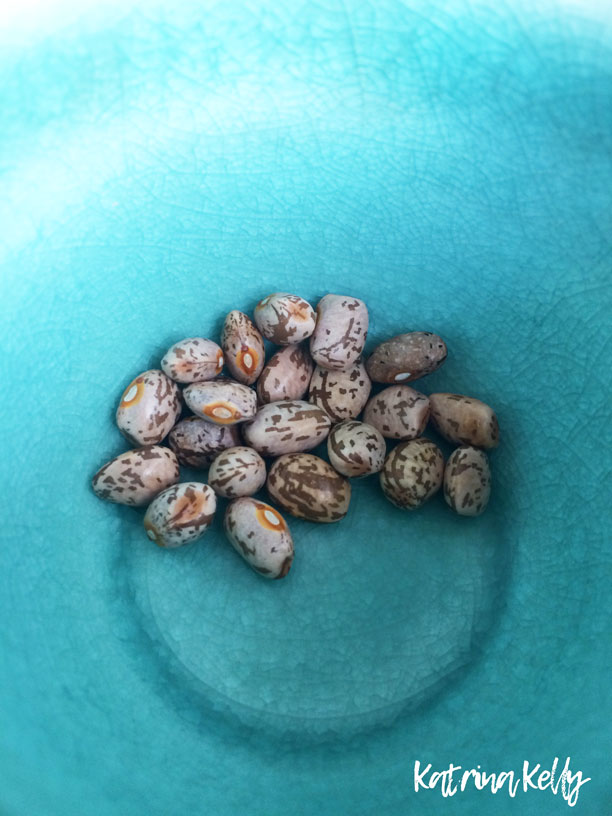 Kentucky Heirloom Green Beans & Tomatoes: Berea Sustainable Agriculture Center