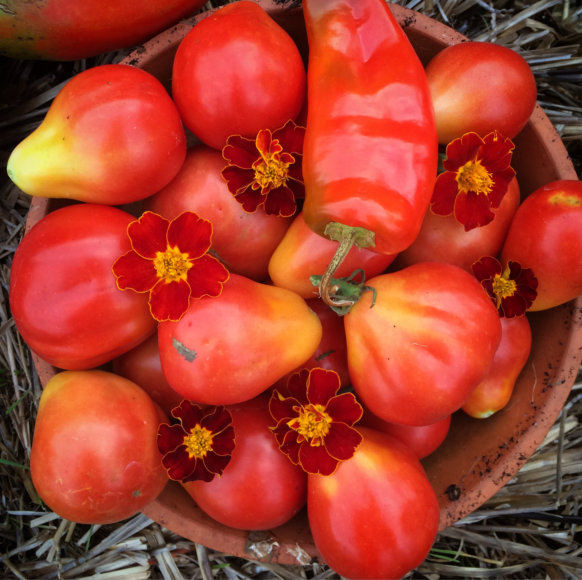 How to Save Tomato Seeds to Plant Next Year