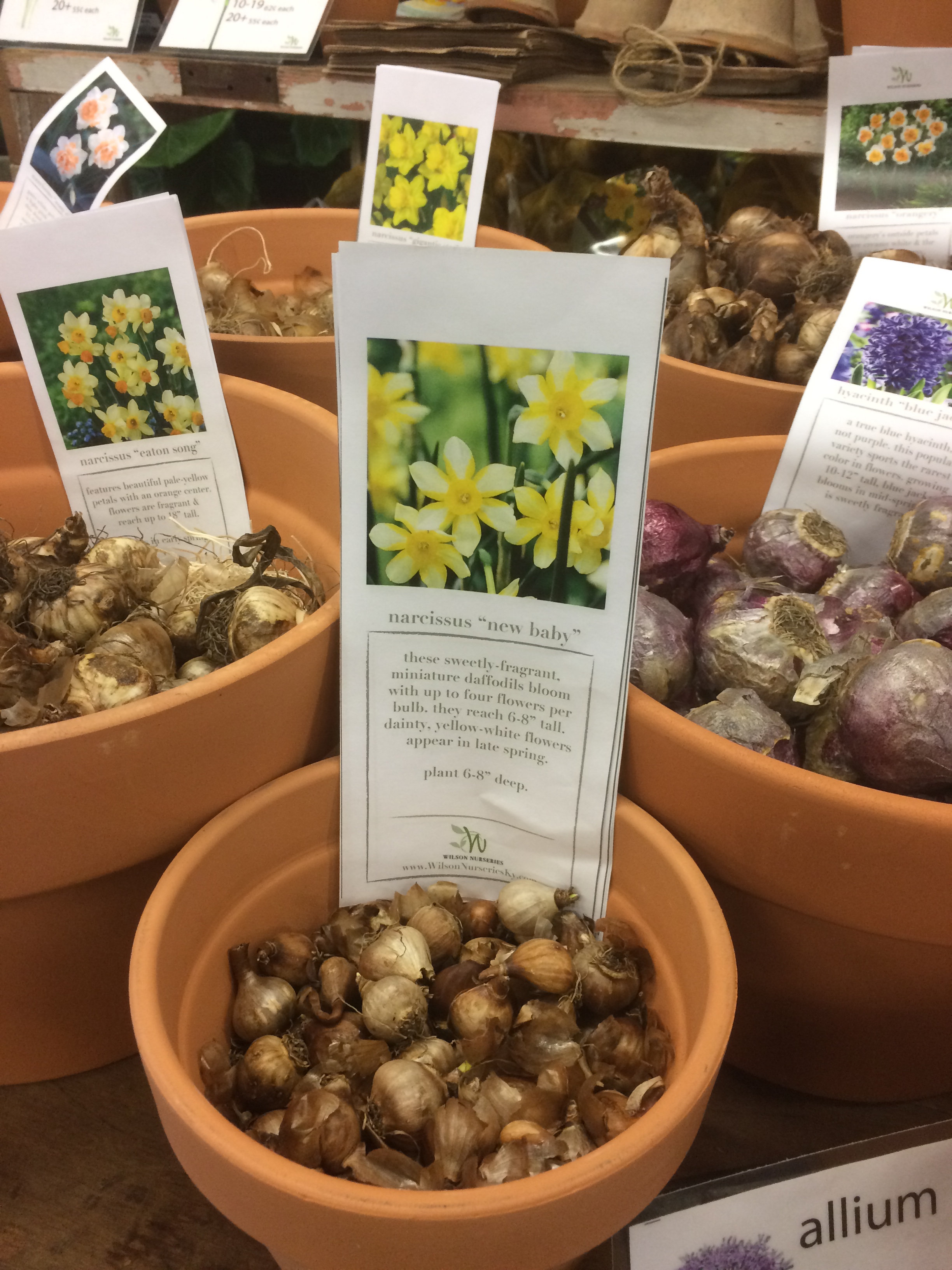 Bulb Planting Season