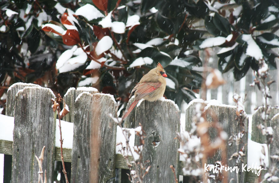 The Annual Audubon Christmas Bird Count