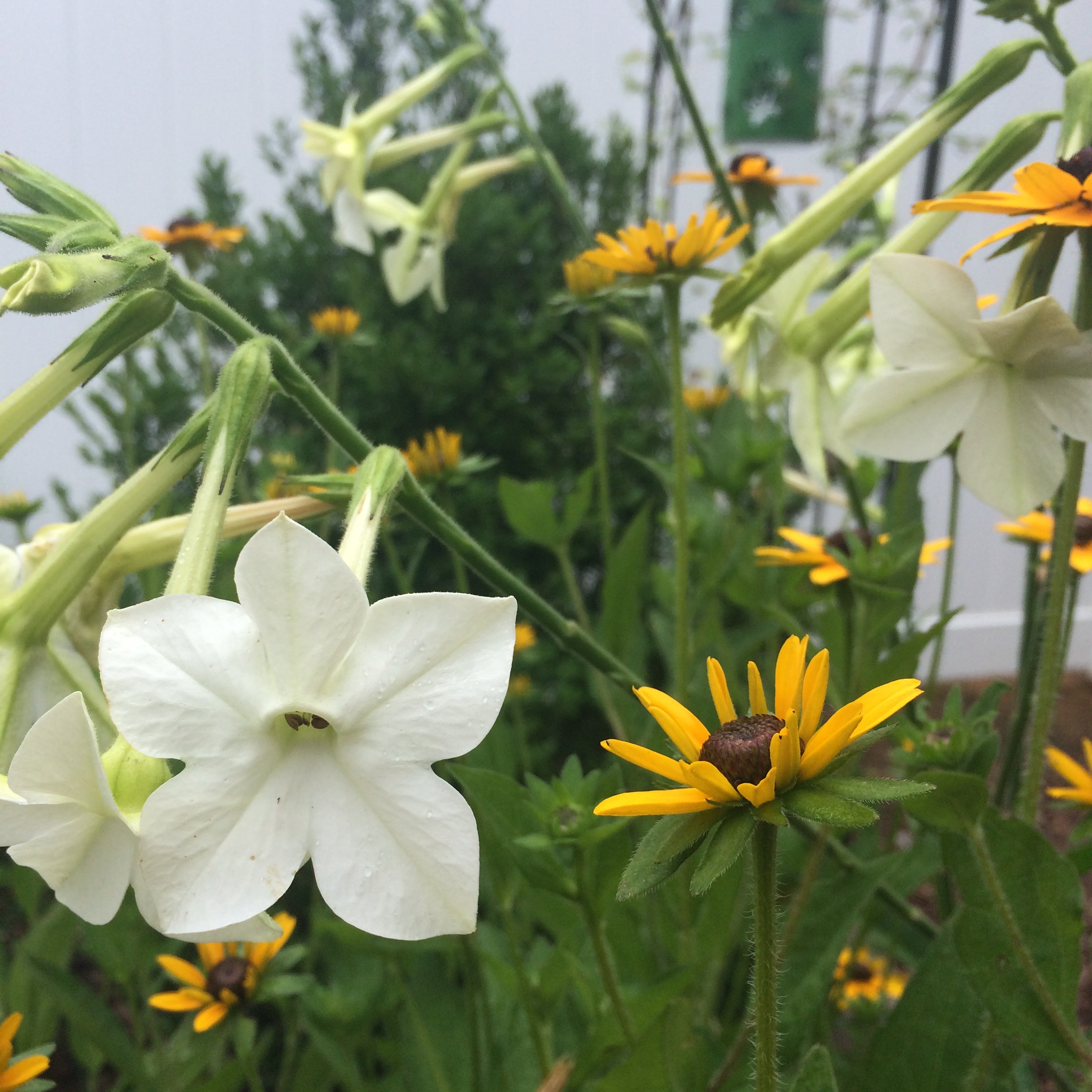 Black Eyed Susans & How Microclimates Affect their Growth and Bloom