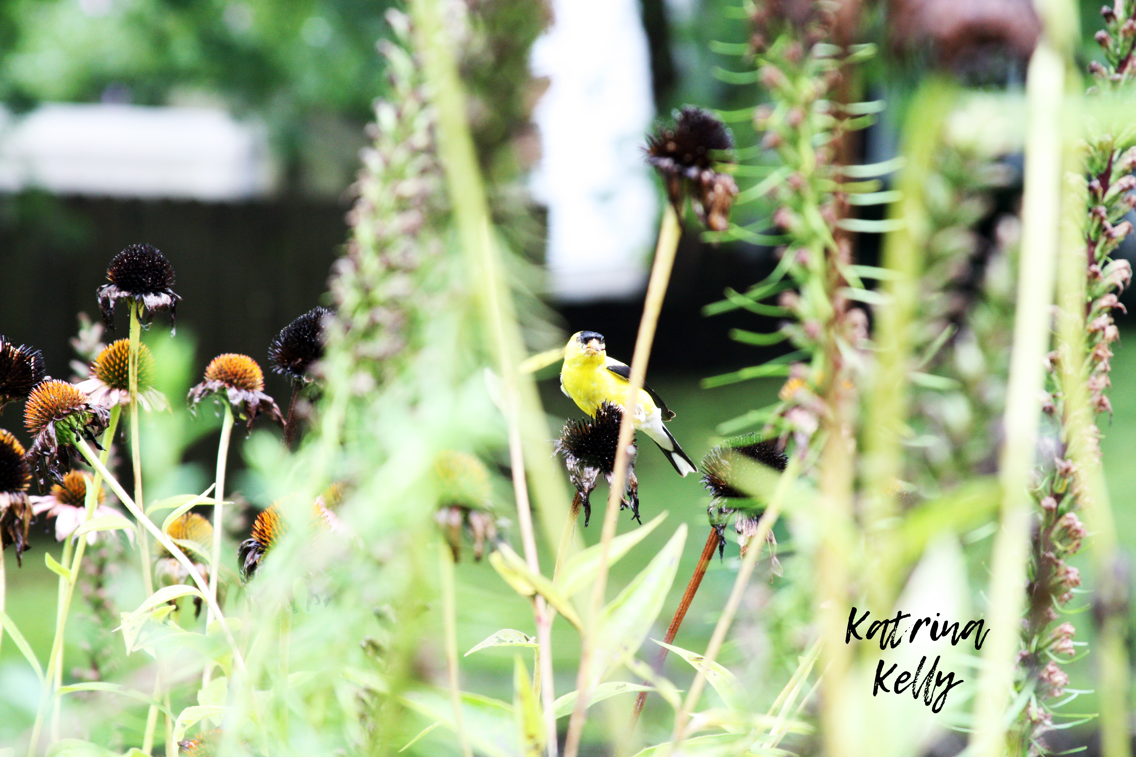 Leave Coneflowers for Goldfinches
