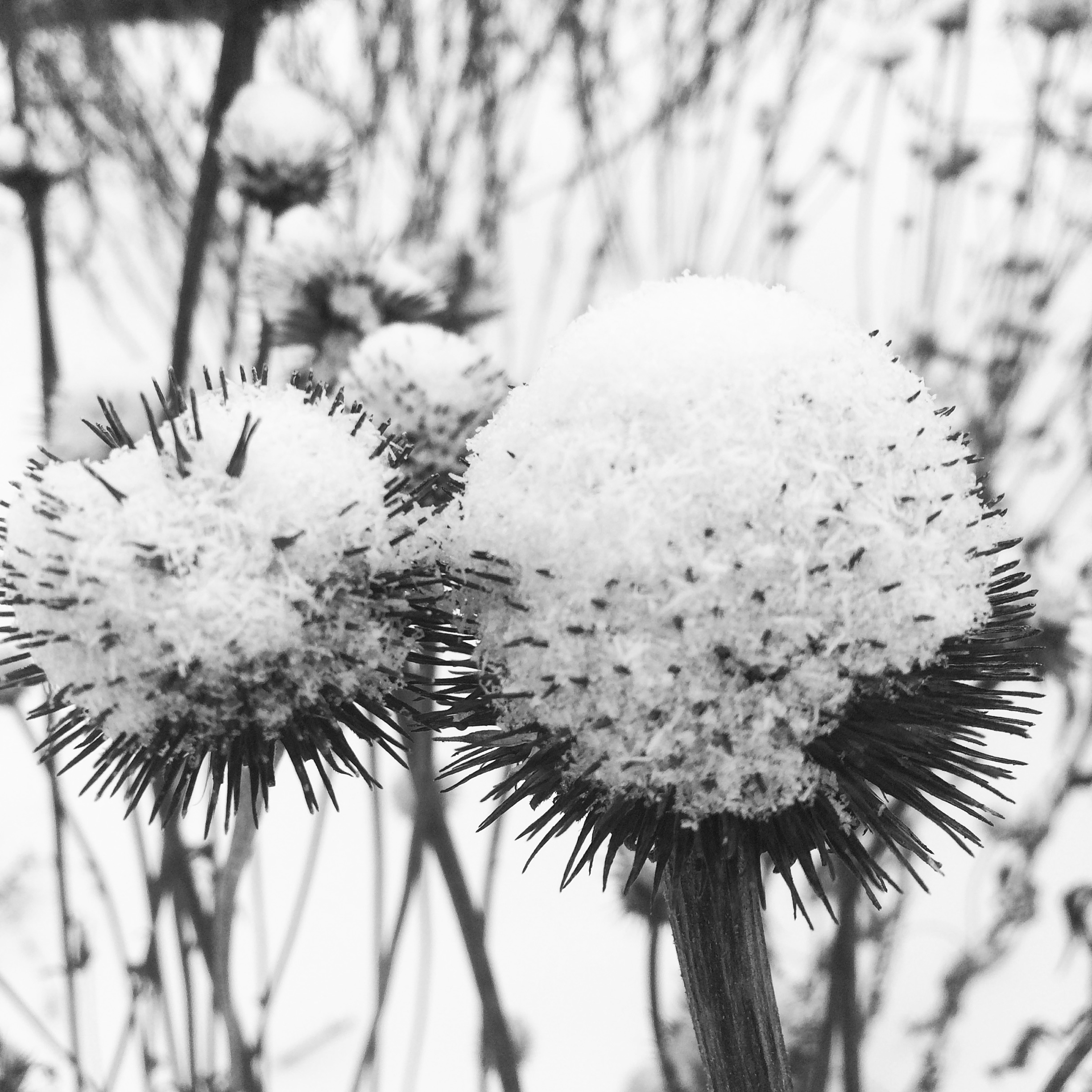 Fall Garden Chores for the Environmentally Conscious Gardener