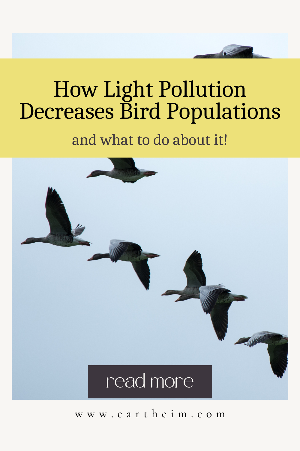 How Light Pollution Affects Bird Migrations