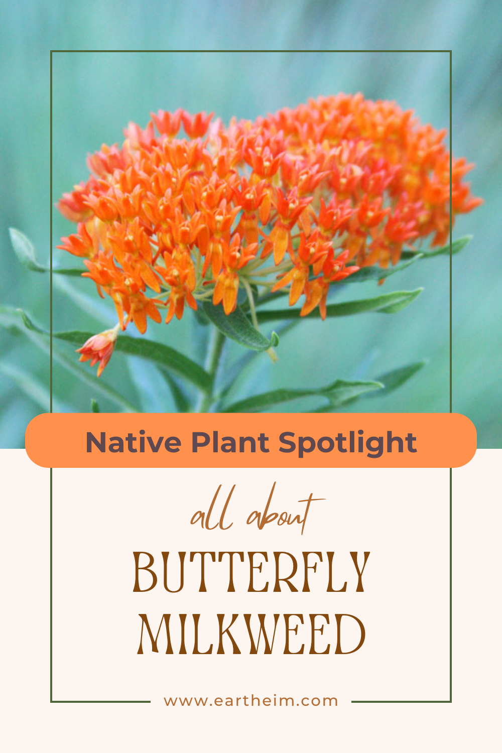 Native Plant Series: Butterfly Milkweed