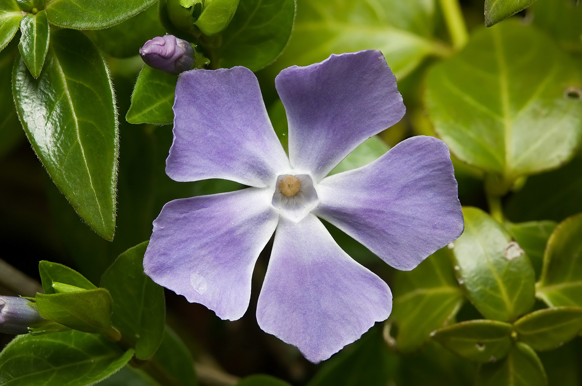 The Invasive Species Series: Vining Vinca